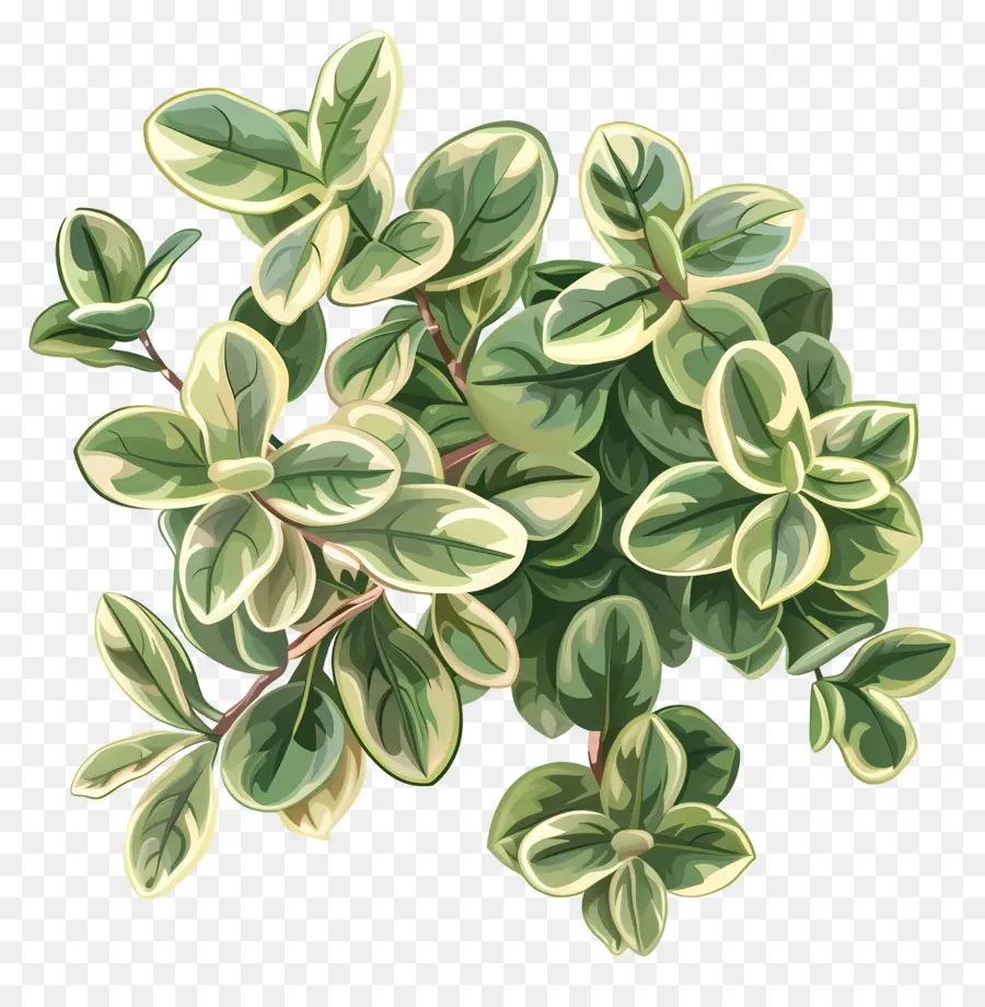 Planta De Jade Abigarrado，Planta Verde PNG