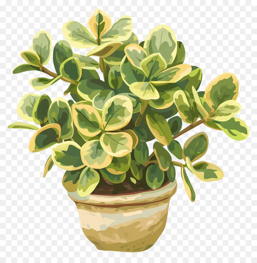 Planta De Jade Abigarrado，Planta En Maceta PNG