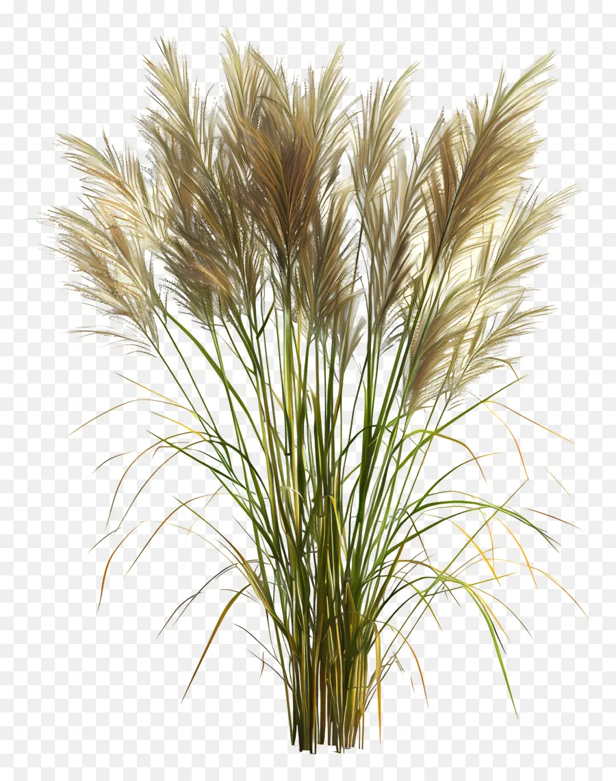 Miscanthus Sinensis，Hierba Alta PNG