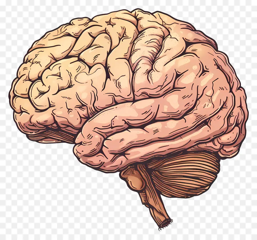 Cerebro，El Cerebro Humano PNG