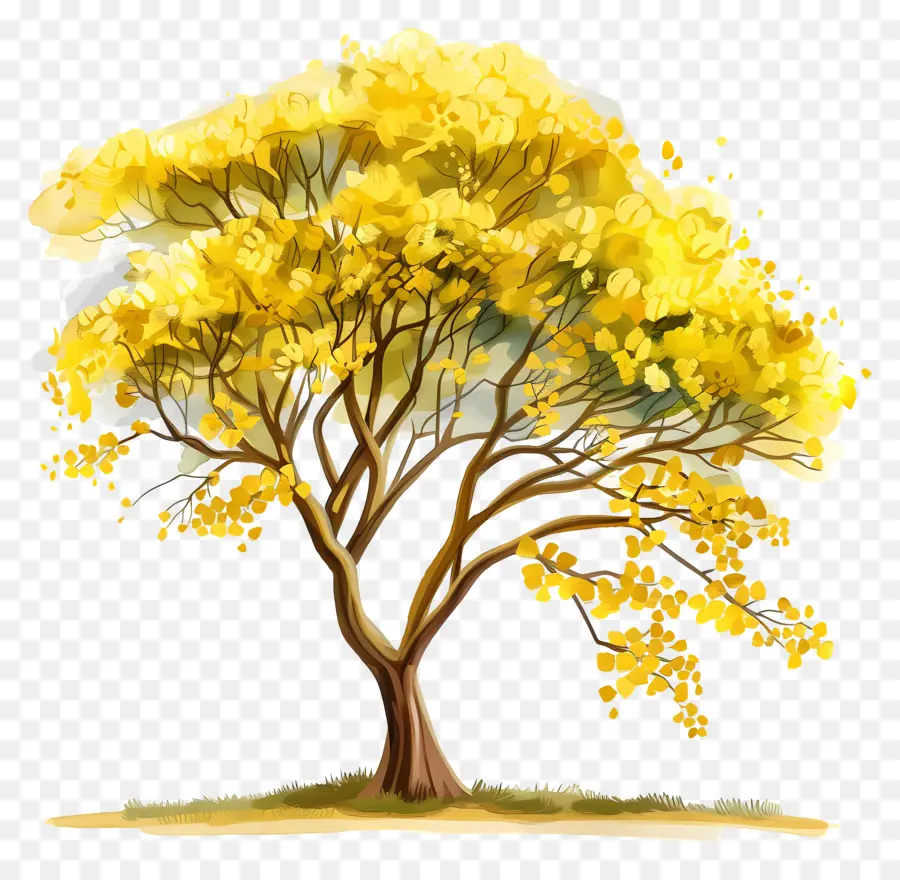 árbol De Acacia，Árbol PNG