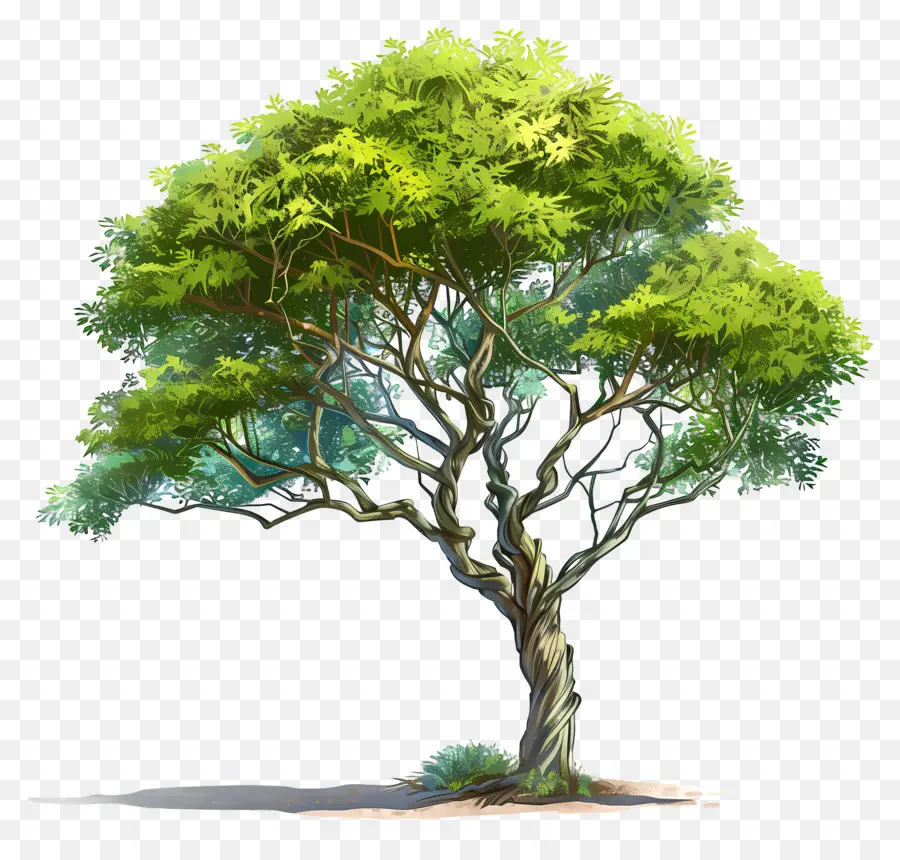 árbol De Acacia，Árbol PNG