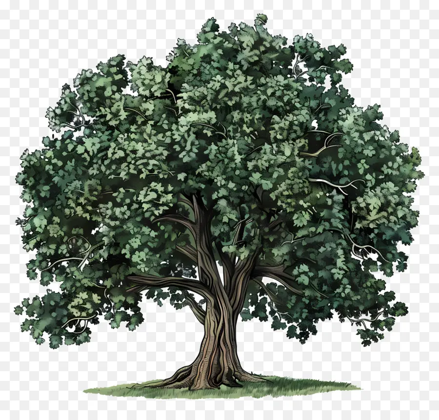 árbol，Bosque PNG