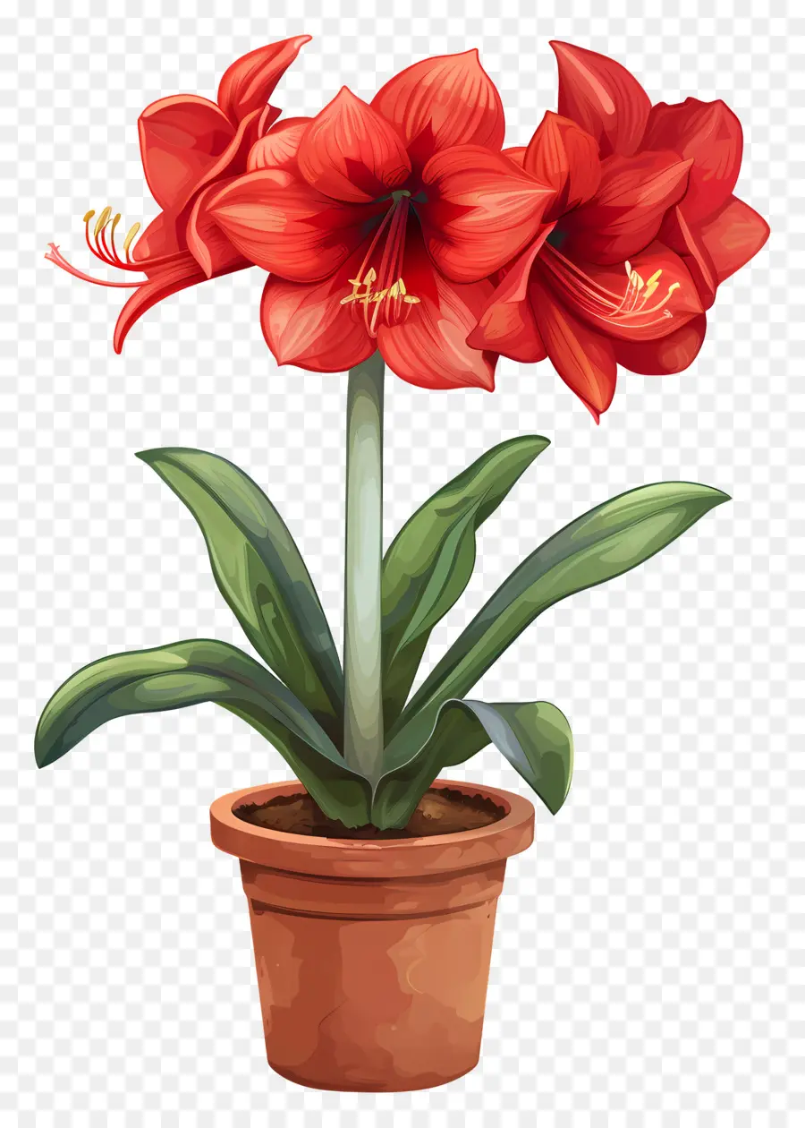 Flor De Amaryllis En Maceta，Amarilis PNG