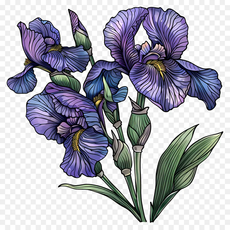 Iris，Iris Azules PNG