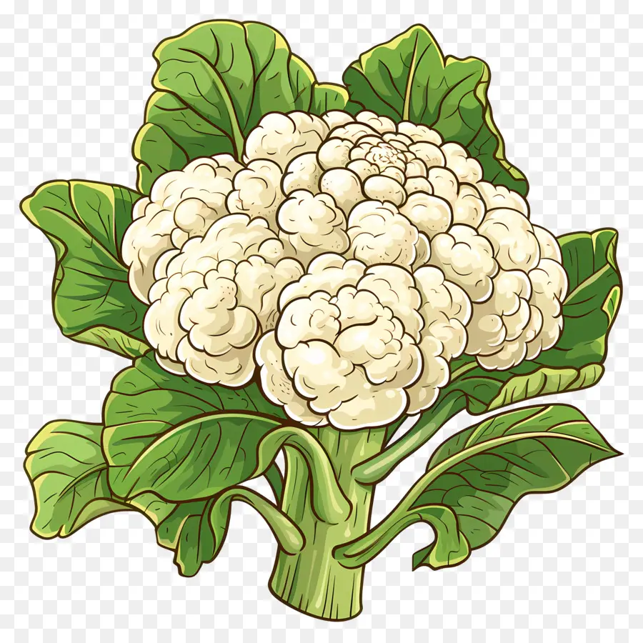 La Coliflor，Coliflor Blanca PNG