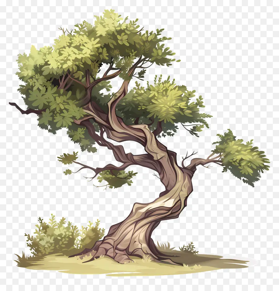 Árbol，árbol Antiguo PNG