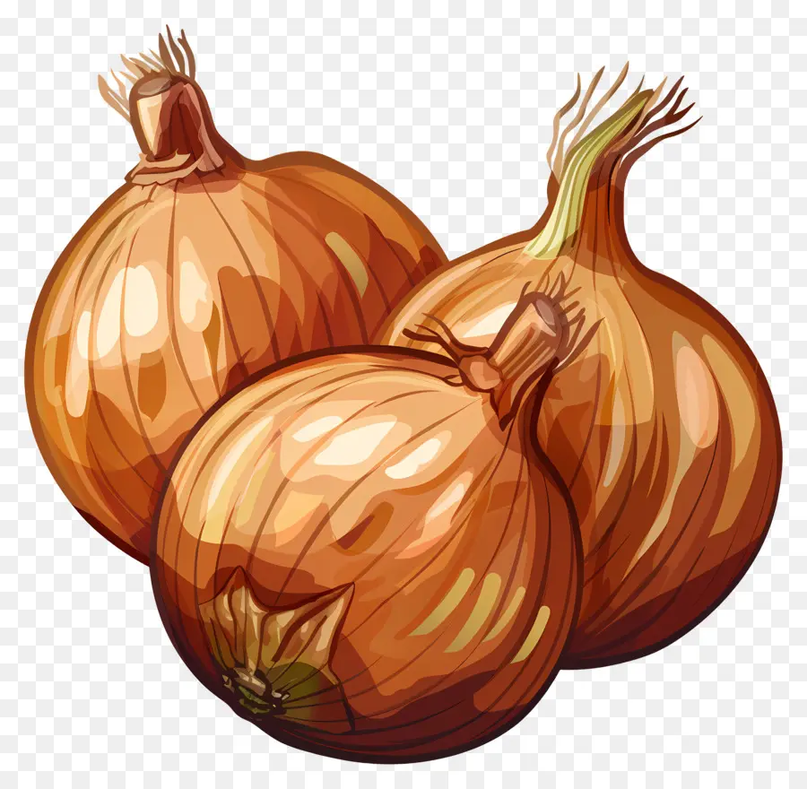 Cebolla Caramelizada，Cebollas PNG