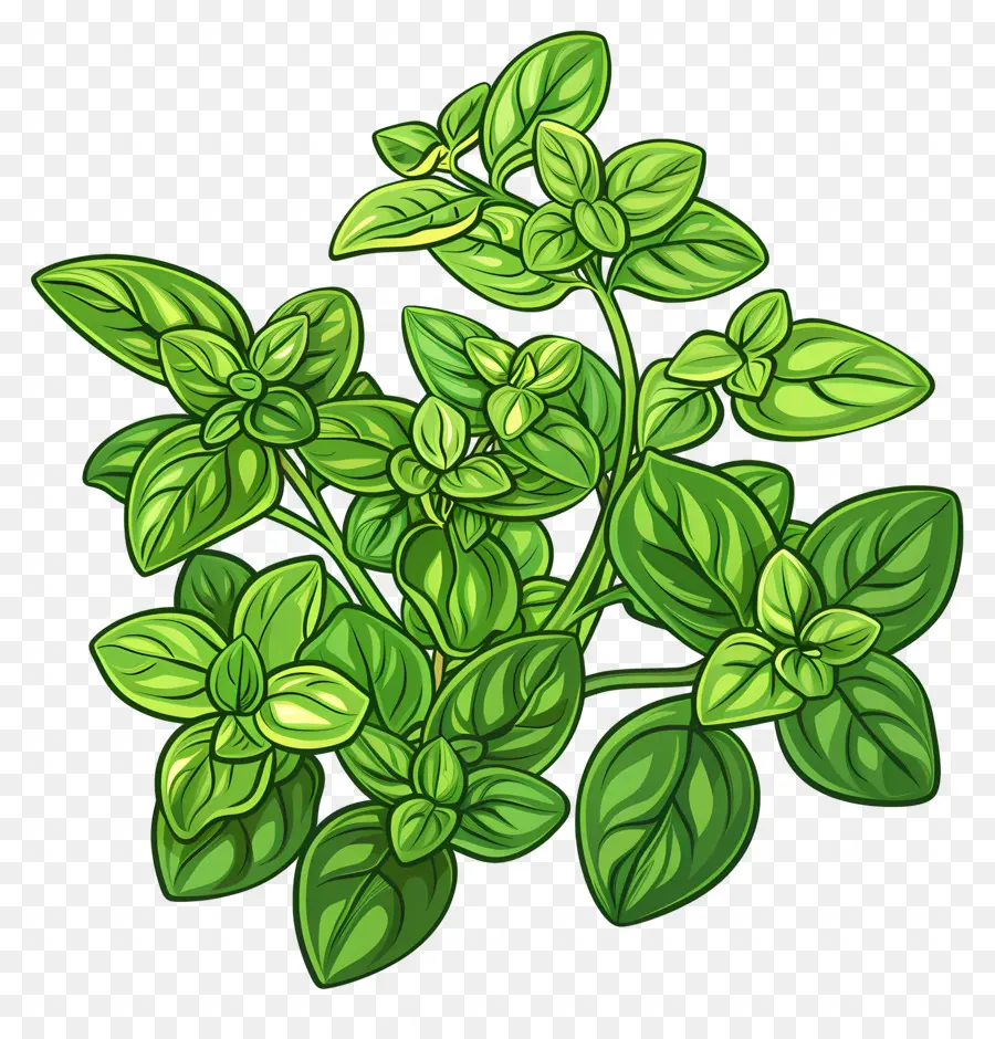 Orégano，Planta Verde PNG