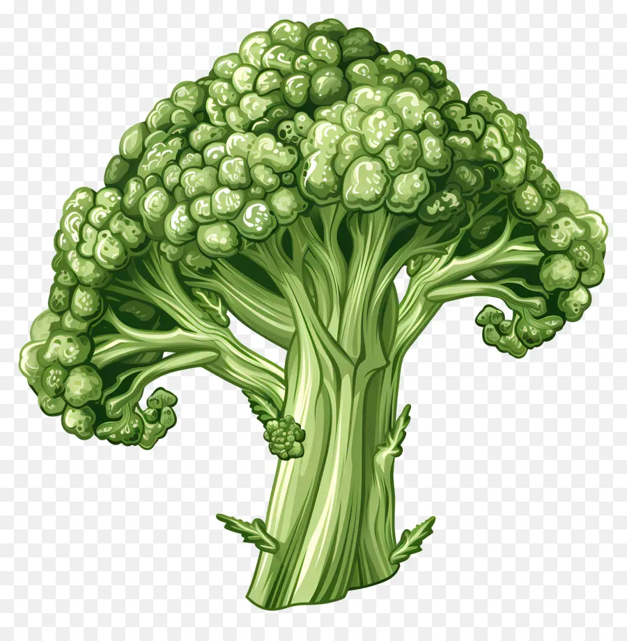 Brócoli，Brócoli Verde PNG