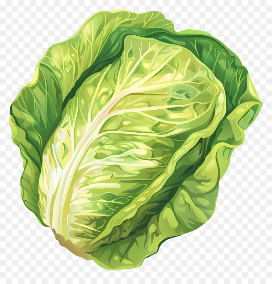 Iceberg Lechuga，Lechuga PNG