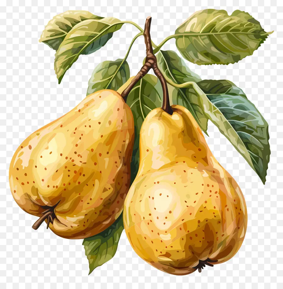 Peras，Ripe PNG