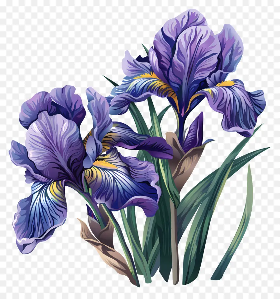 Iris，Flores Moradas PNG