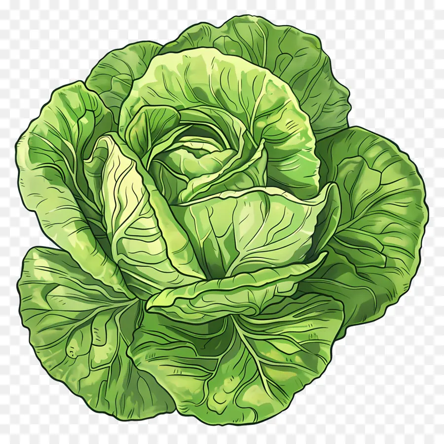 Iceberg Lechuga，Lechuga PNG