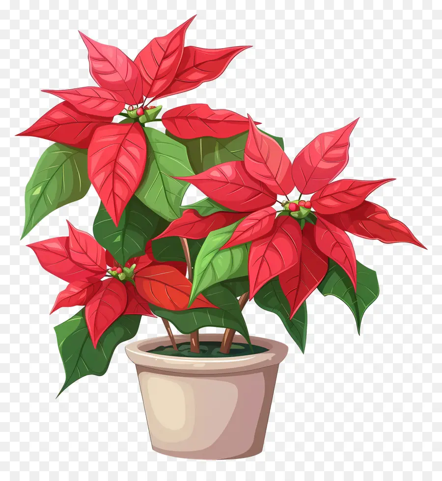 La Flor De Pascua，Poinsettias Rojas PNG