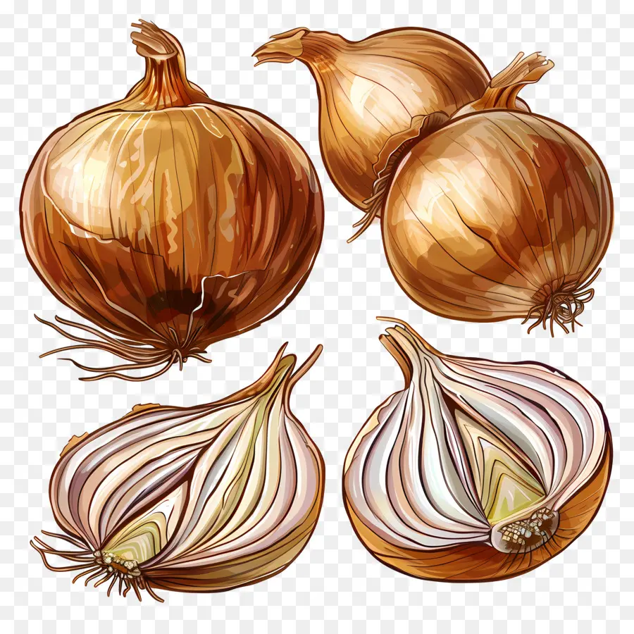 Cebolla Caramelizada，Cebollas Marrones PNG