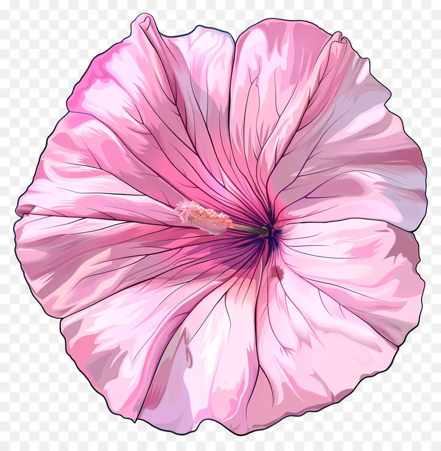 Rosa Gloria De La Mañana，Hibisco PNG