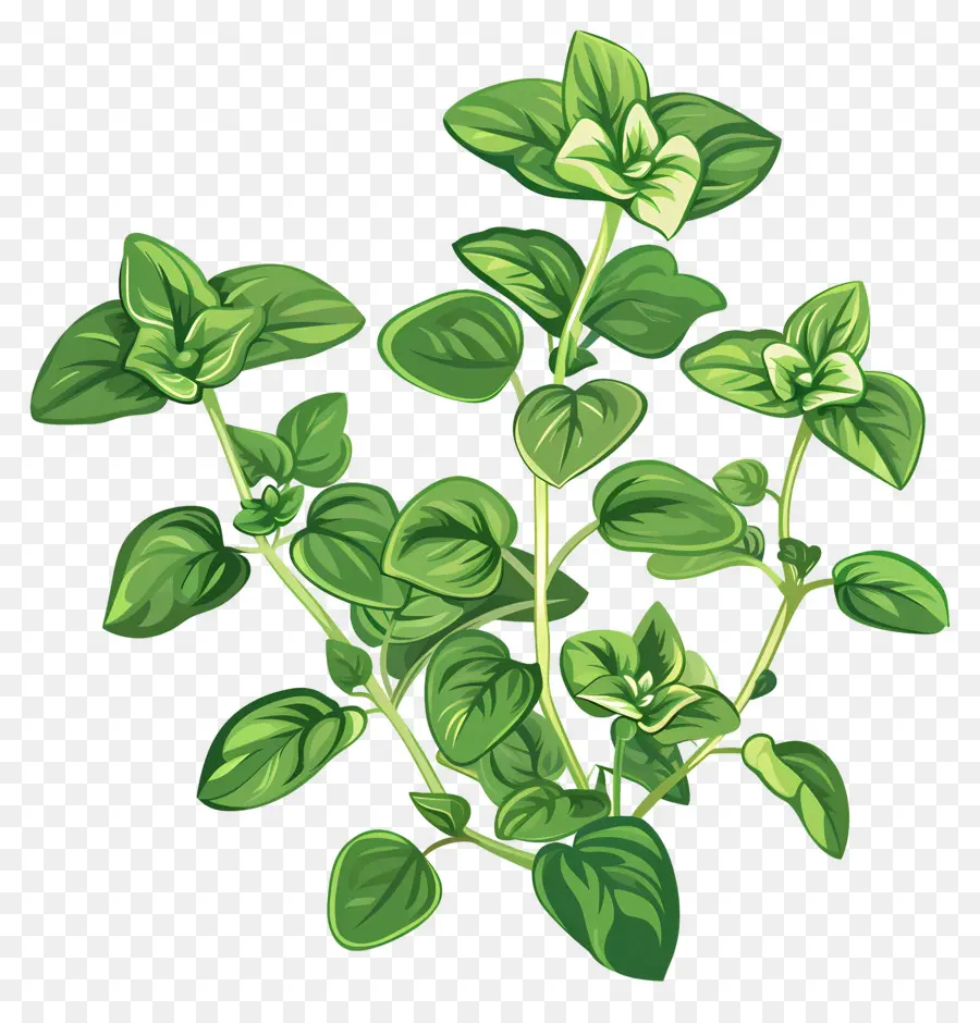 Orégano，Planta Verde PNG