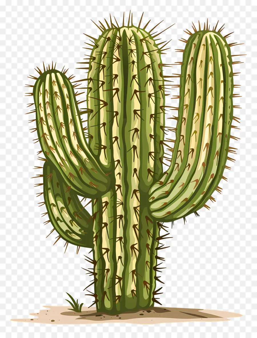 Cactus，Hojas Verdes PNG