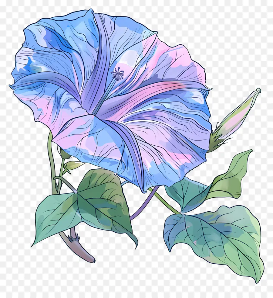 Flor De La Gloria De Mañana，Gloria De La Mañana Azul PNG