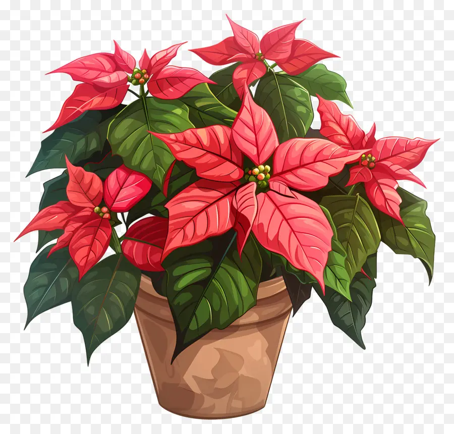 Flor De Pascua，Nochebuena Roja PNG