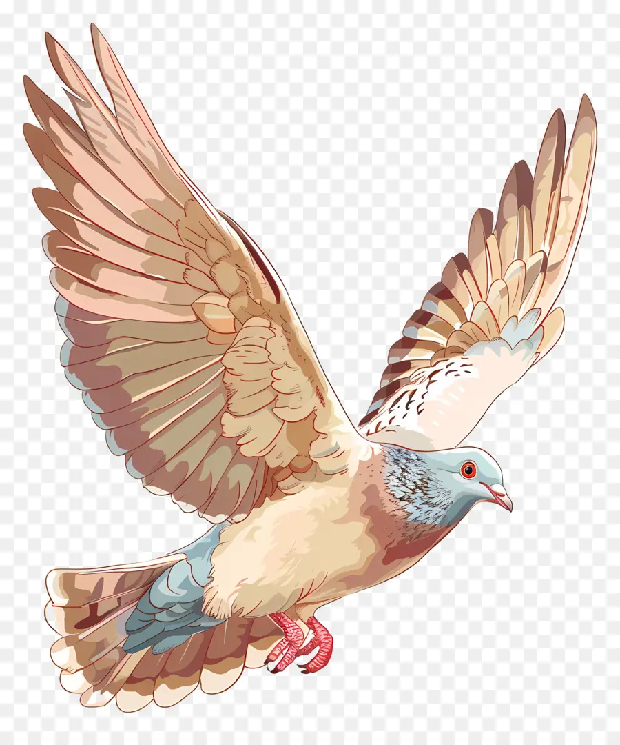 Paloma，Aves PNG