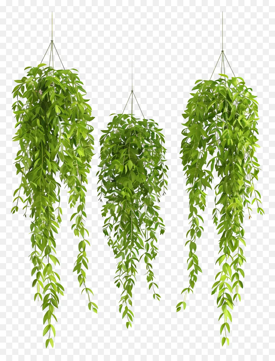 Las Plantas Colgantes，Las Plantas Verdes PNG