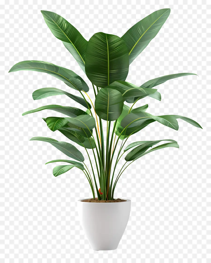 Planta Interior Alta，Planta En Maceta PNG