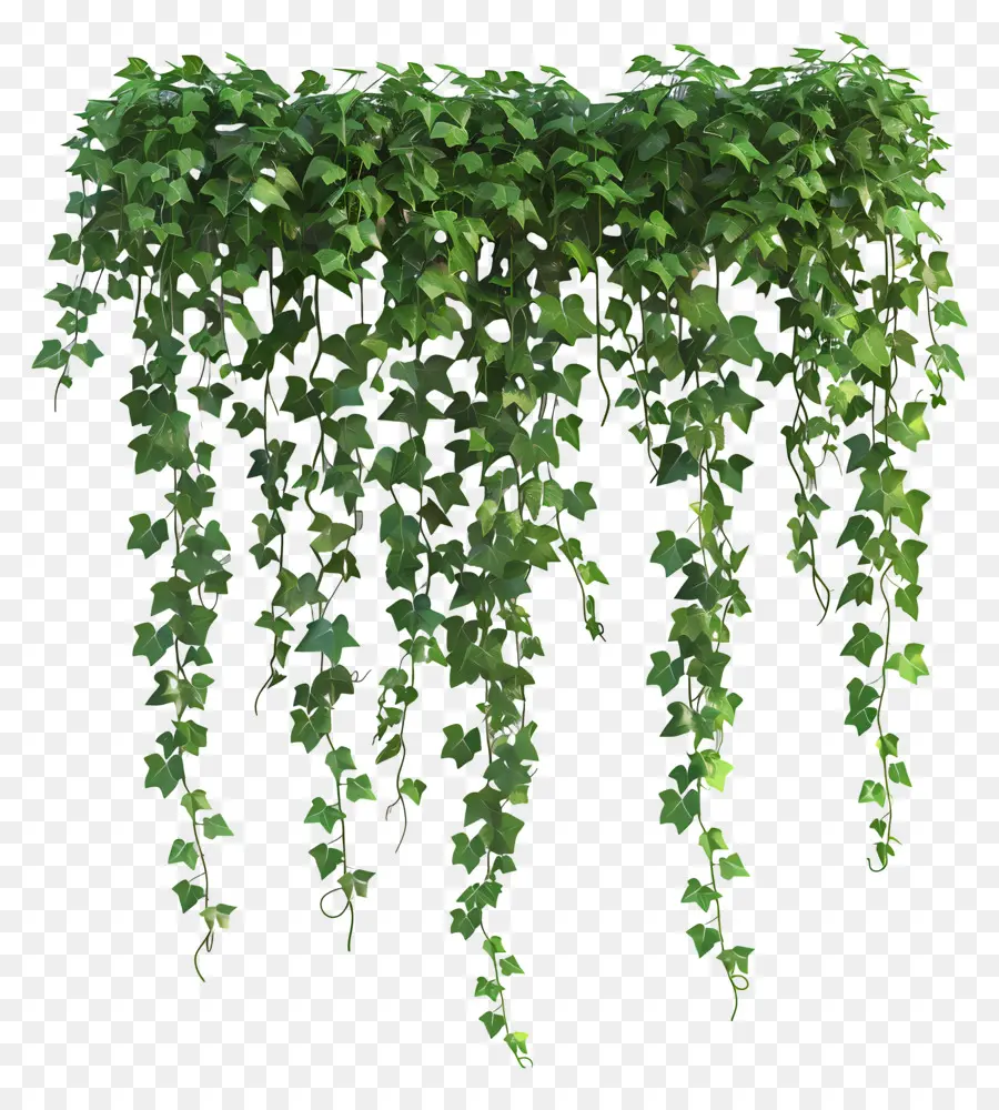 Plantas Colgantes De Hiedra，Ivy PNG