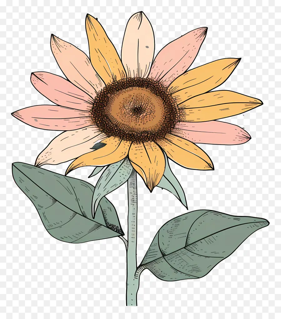 Girasol，Dibujado A Mano PNG