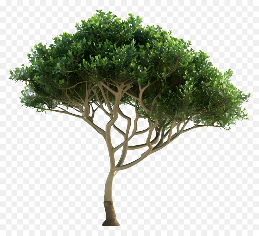 árbol Pequeño，árbol Verde PNG