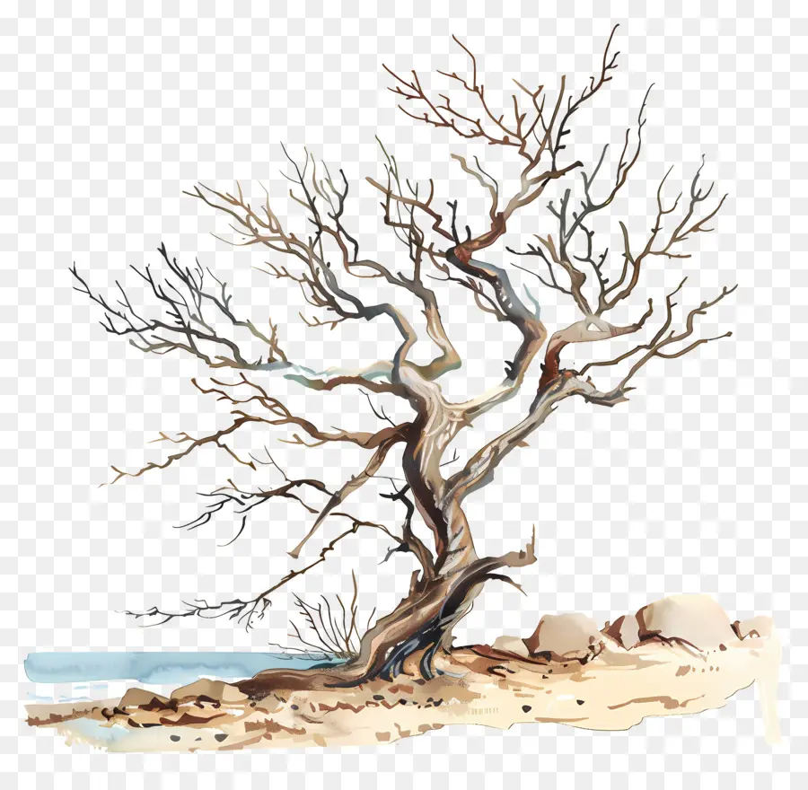 árbol De Playa，árbol Muerto PNG