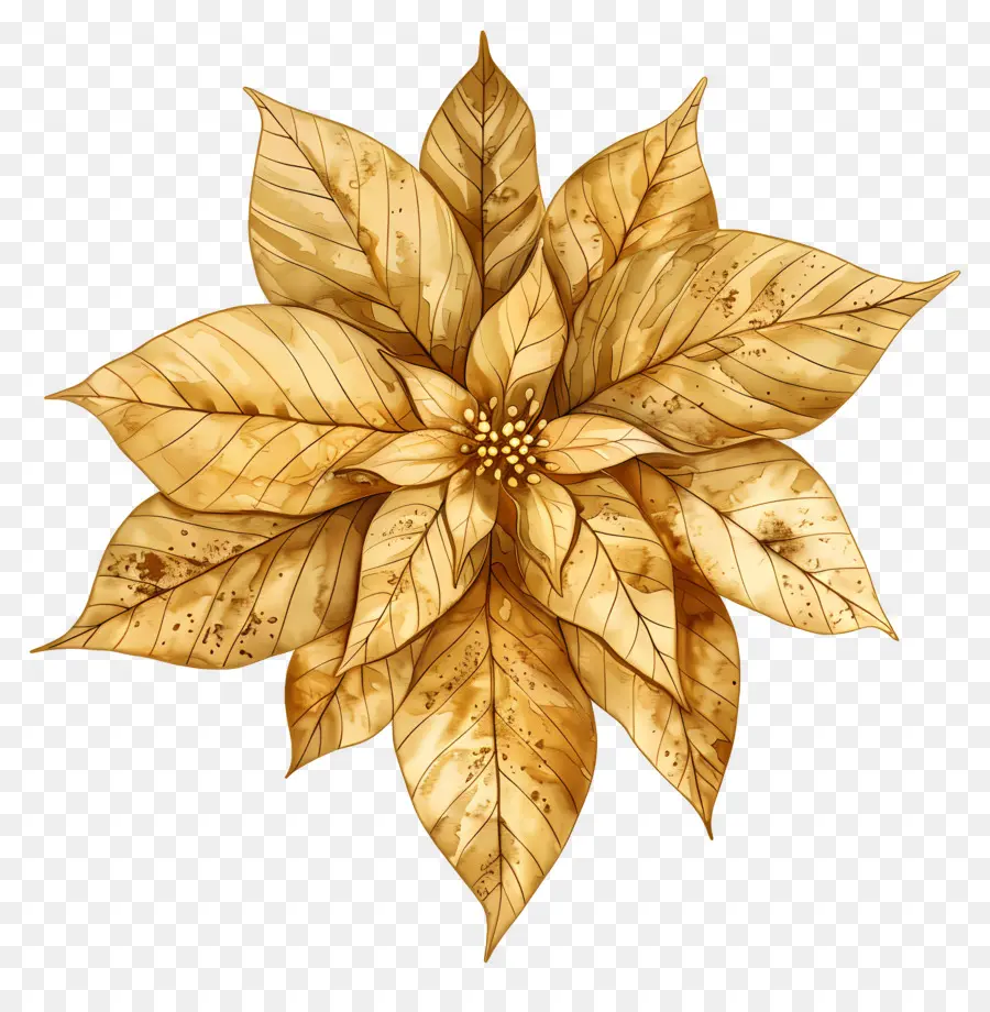 La Flor De Pascua，La Flor De Pascua Flor PNG