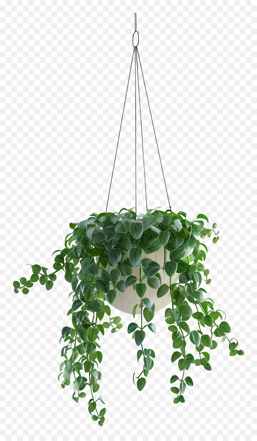 Planta Colgante Estética，Planta Colgante PNG