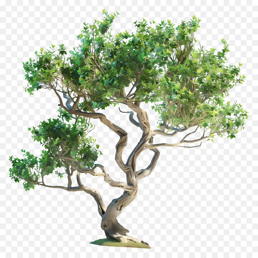 árbol Pequeño，árbol De Los Bonsais PNG