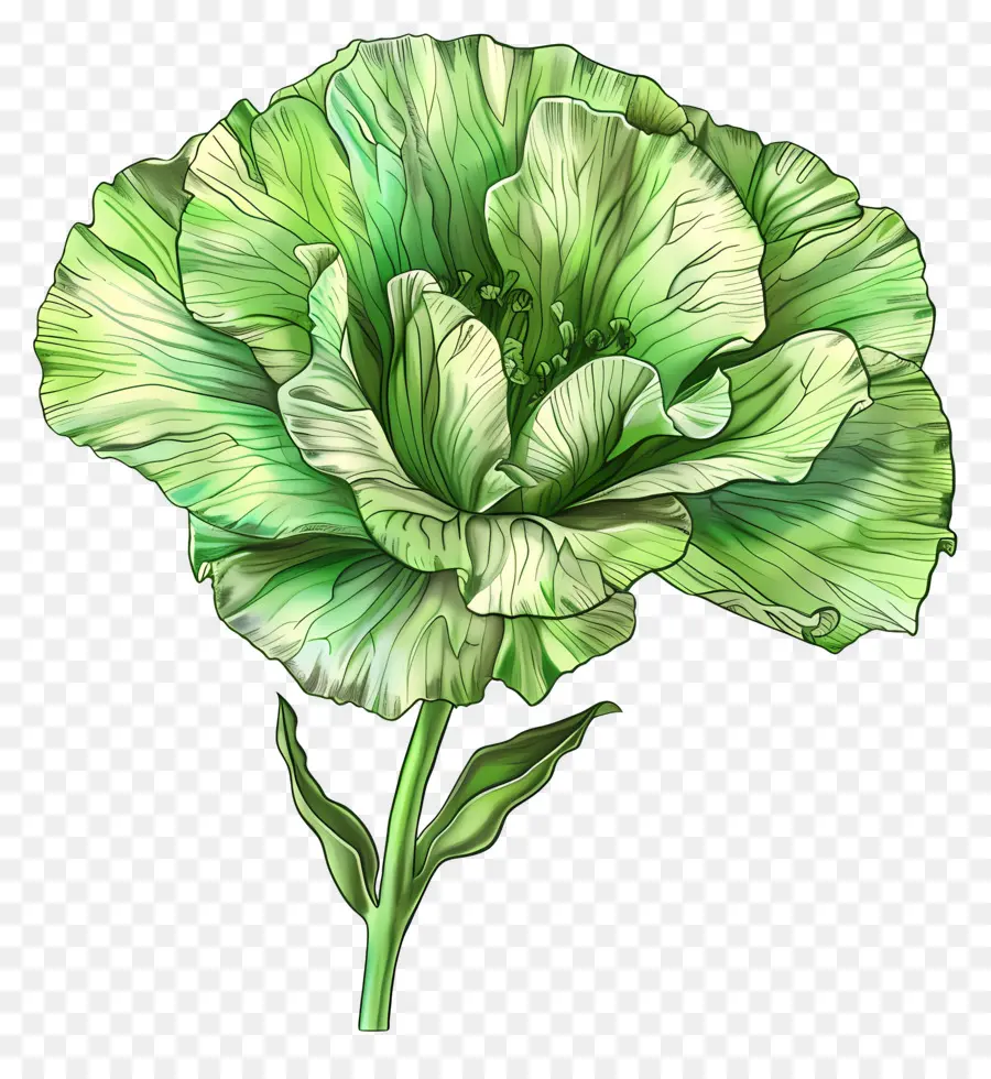 Flor Verde Lisianthus，Flor Verde PNG