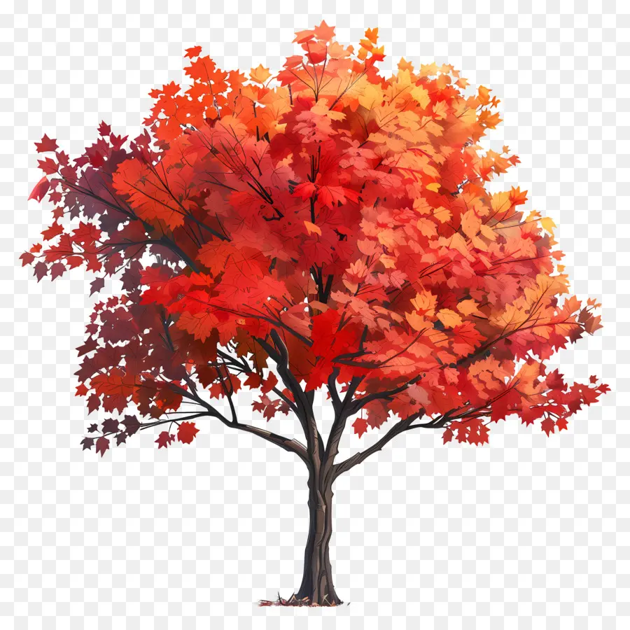 árbol De Arce，Las Hojas De Color Rojo PNG