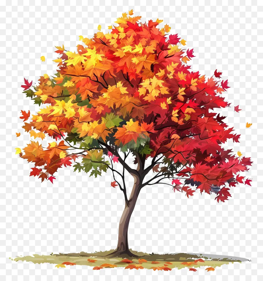 Arce，árbol De Otoño PNG