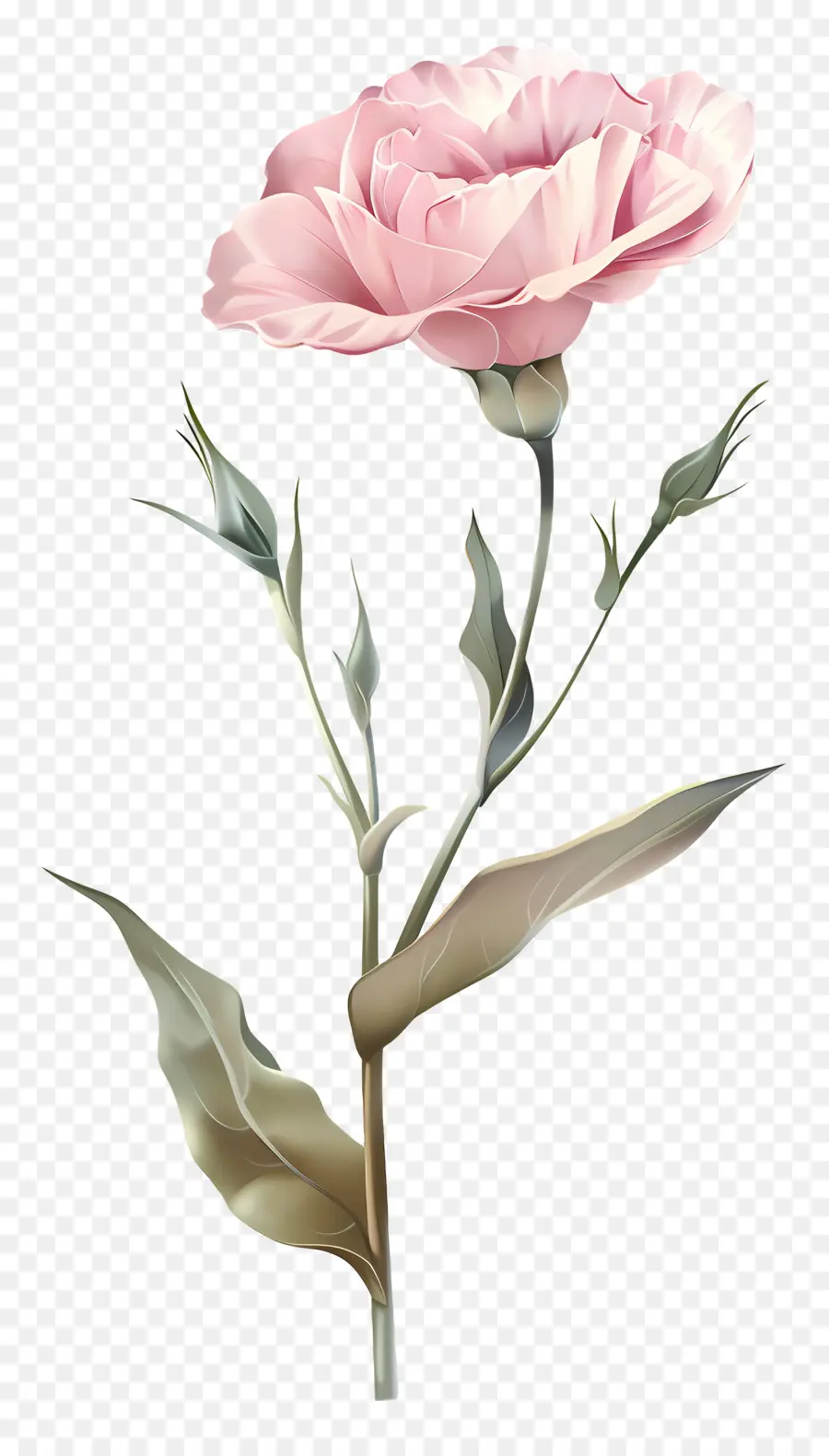 Pink Lisianthus，Clavel Rosa PNG