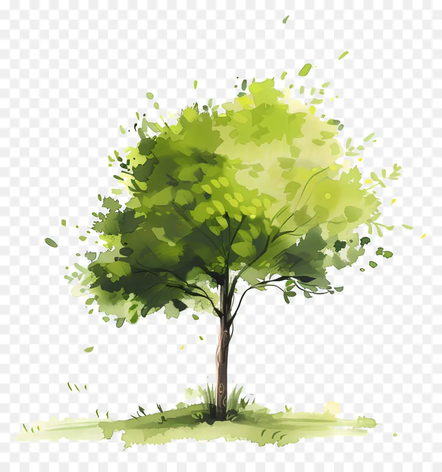 árbol Pequeño，árbol Verde PNG