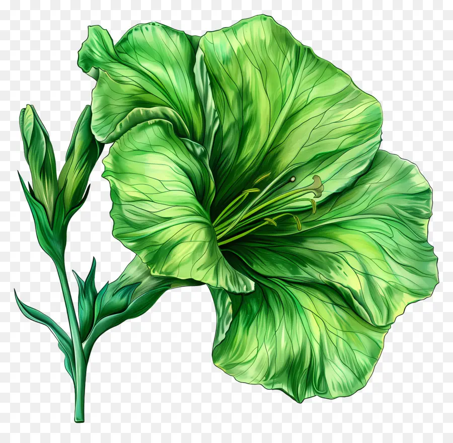 Flor Verde Lisianthus，Planta Verde PNG