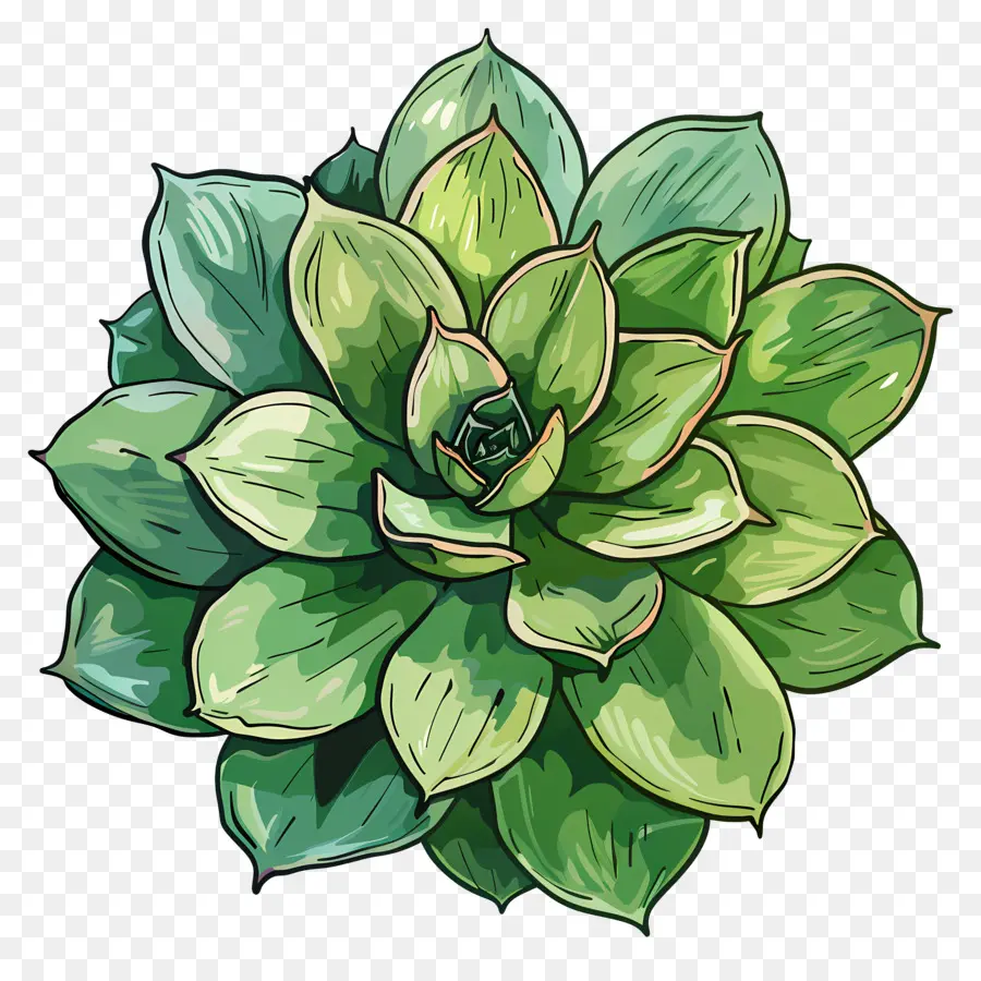 Planta Suculenta，Hojas Verdes PNG