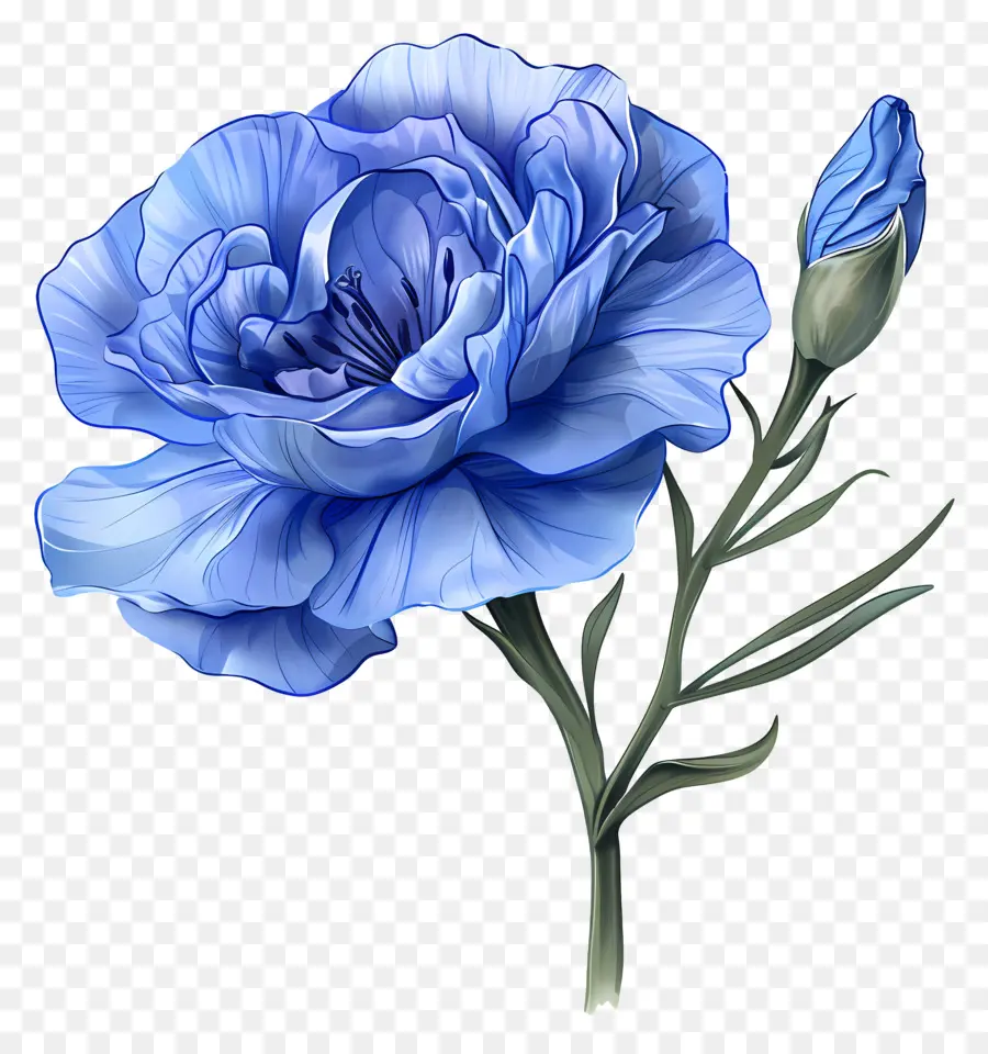 Lisianthus Azul，Flor De Clavel Azul PNG