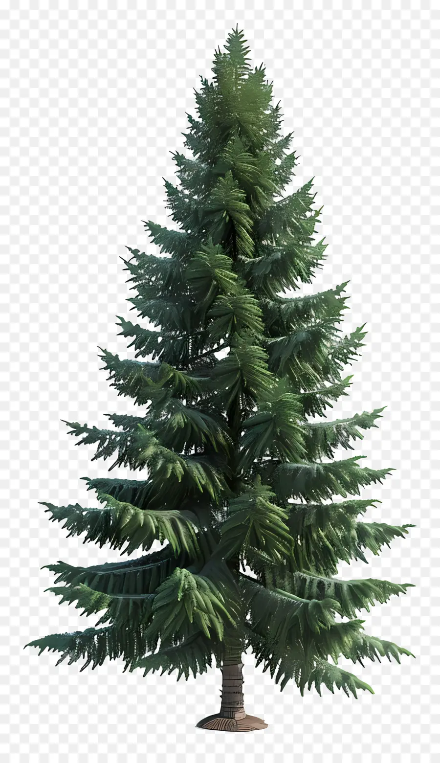 árbol De Hoja Perenne，Fir Tree PNG