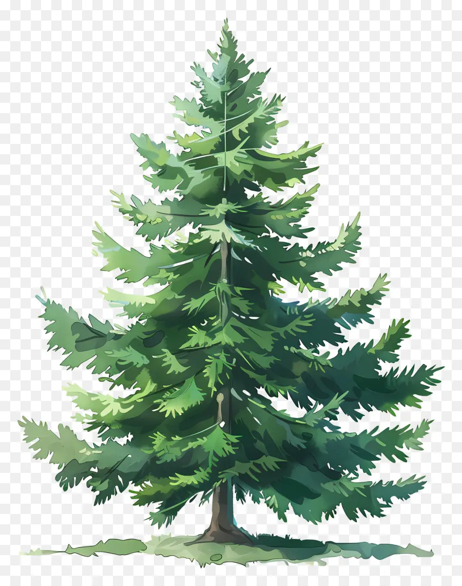 Fir Tree，árbol De Pino PNG