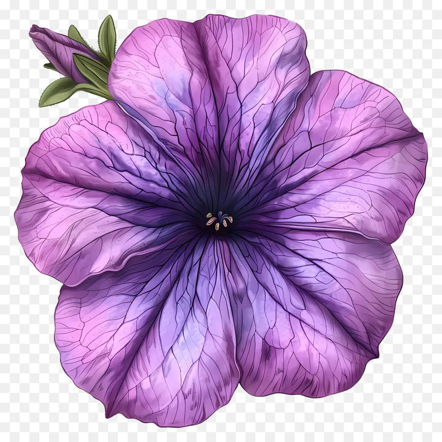 Flor De Petunia，Flor Morada PNG