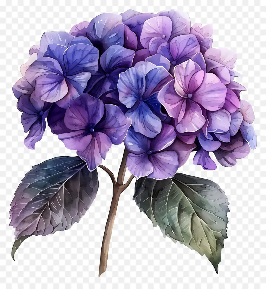 Púrpura Hortensia，Pintura A La Acuarela PNG