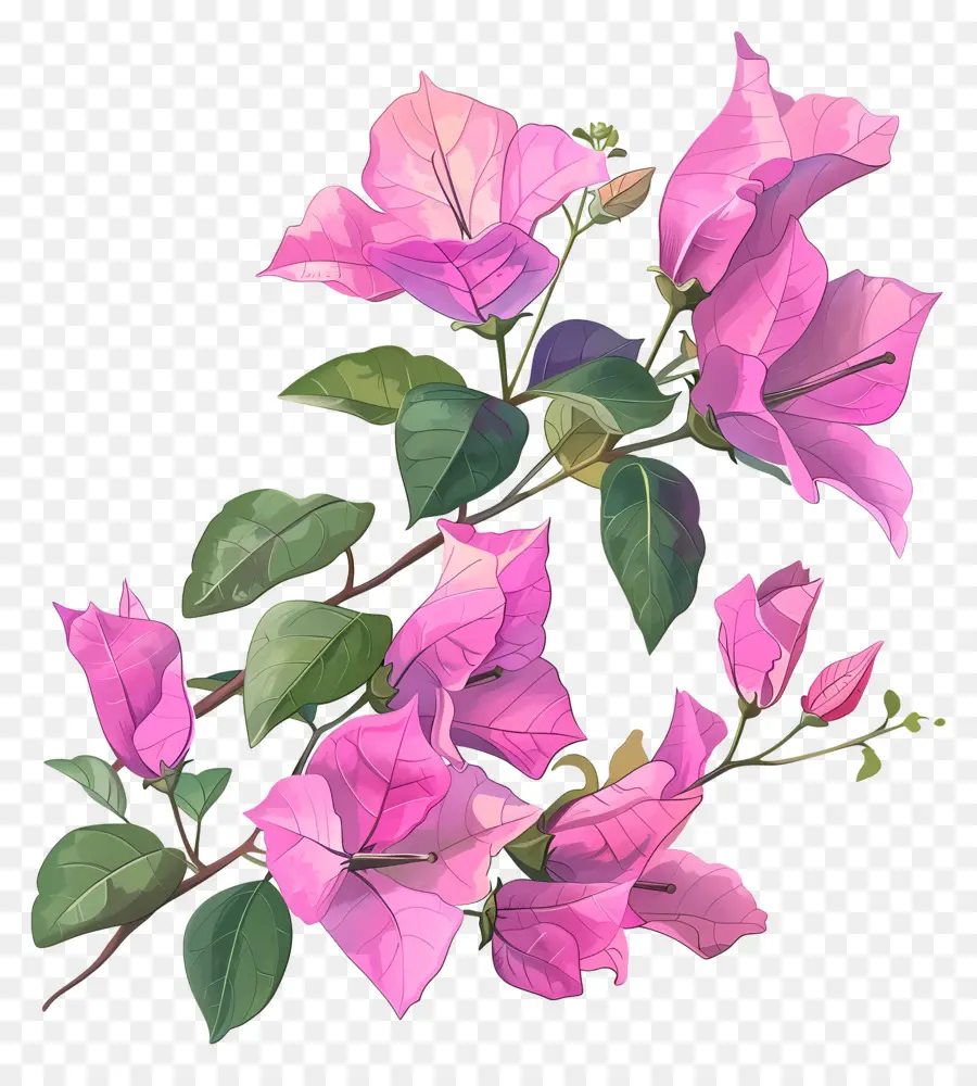 Flor De Buganvilla，Gouras Rosa PNG