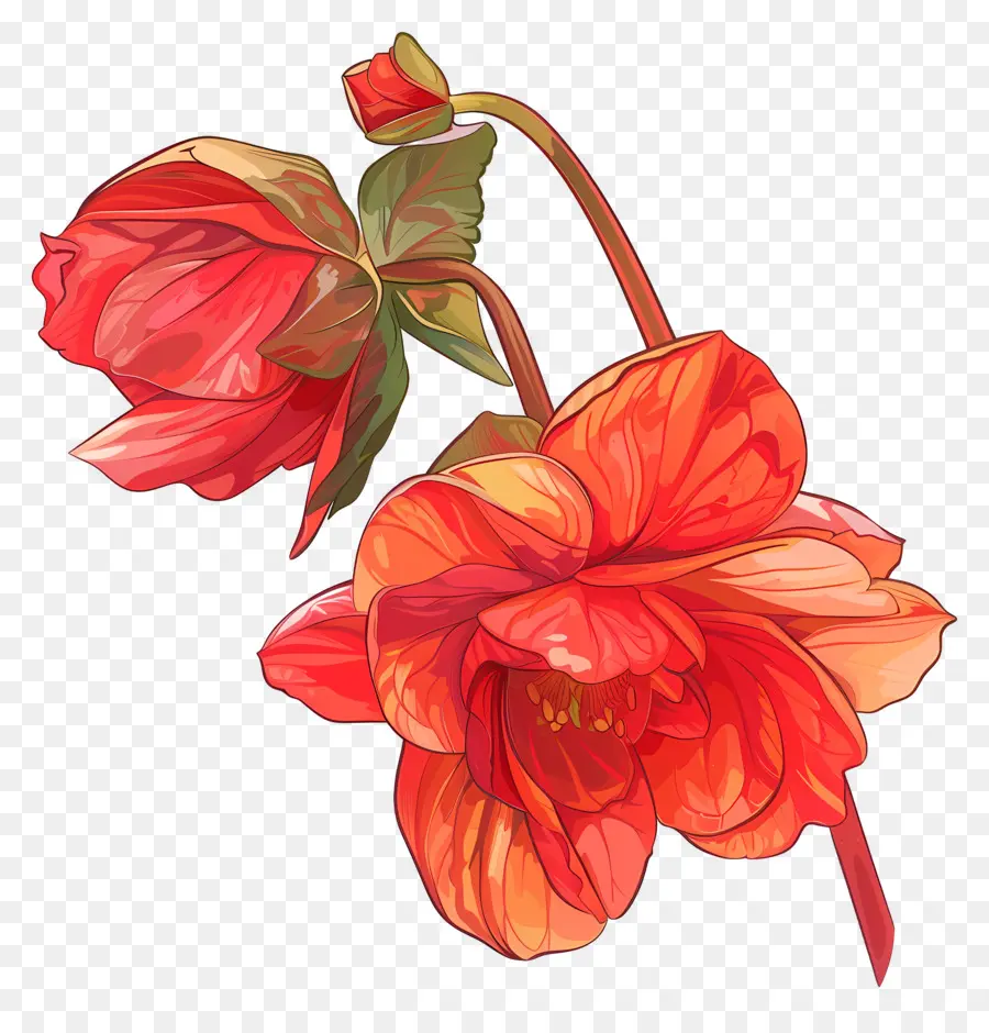 Begonia De Flor，Las Flores De Color Rojo PNG
