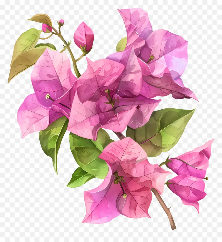 Flor De Buganvilla，La Buganvilla PNG